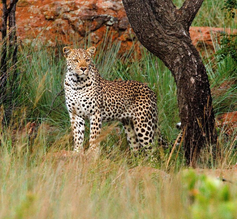 Nungubane Game Lodge Welgevonden Game Reserve Exterior foto